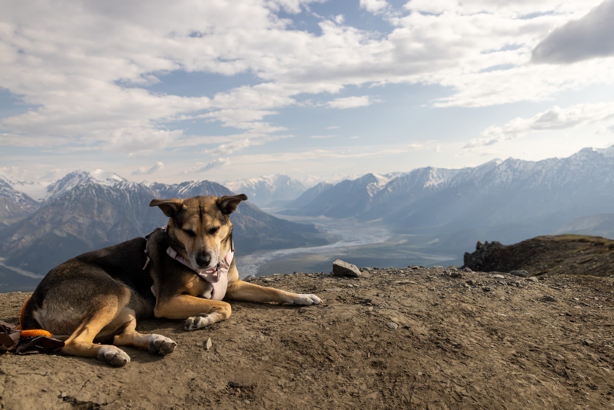 Ollie, the family vizsla, lounging during a work session.